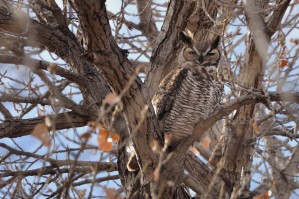 Great Horned Owl - Rio Grande Nature Center
